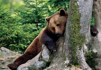 Ayıların Özellikleri