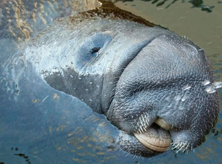 Deniz Ayısı Türleri ve Özellikleri